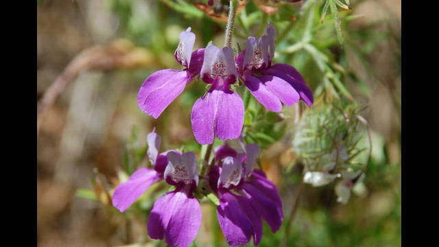 Collinsia heterophylla Chinese Houses, Collinsia heterophylla