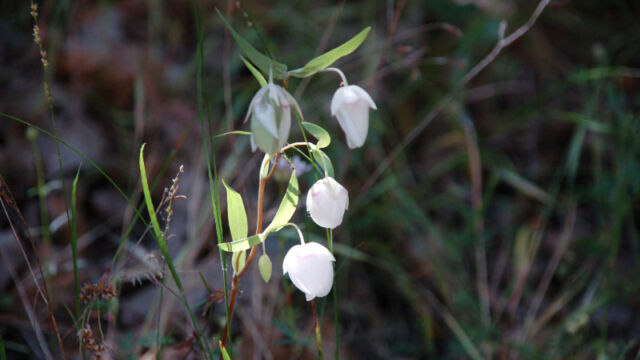 Calochortus albus White Fairy Latern, Calochortus albus