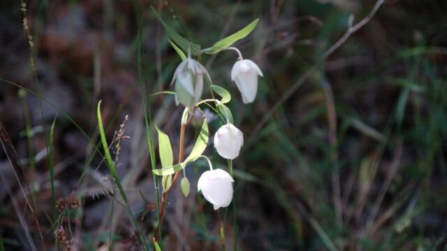 Calochortus albus White Fairy Latern, Calochortus albus