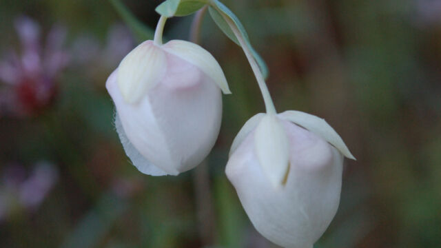 Calochortus albus White Fairy Latern, Calochortus albus