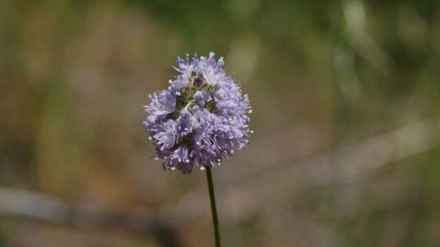 Gilia capitata Globe Gilia, Gilia capitata