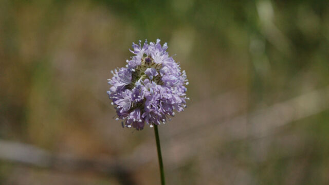 Gilia capitata Globe Gilia, Gilia capitata