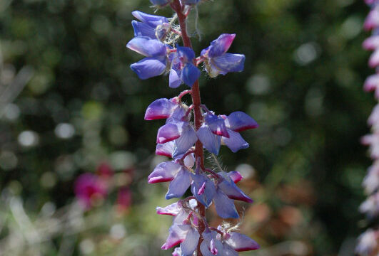 Lupine