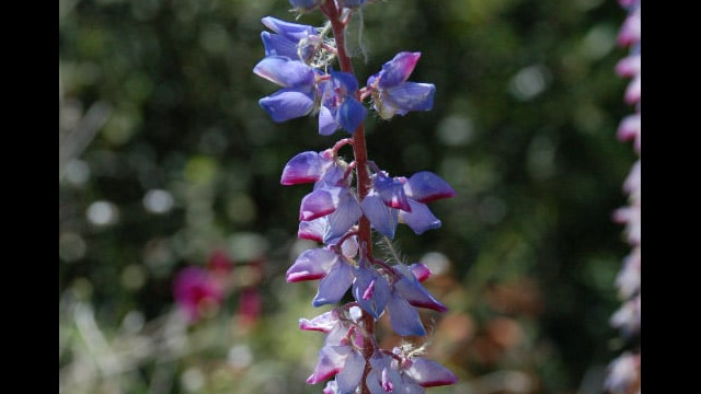 Lupine