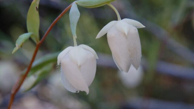 Calochortus albus White Fairy Latern, Calochortus albus