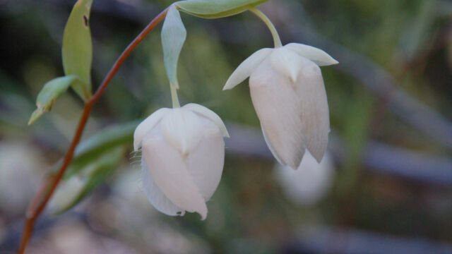 Calochortus albus White Fairy Latern, Calochortus albus