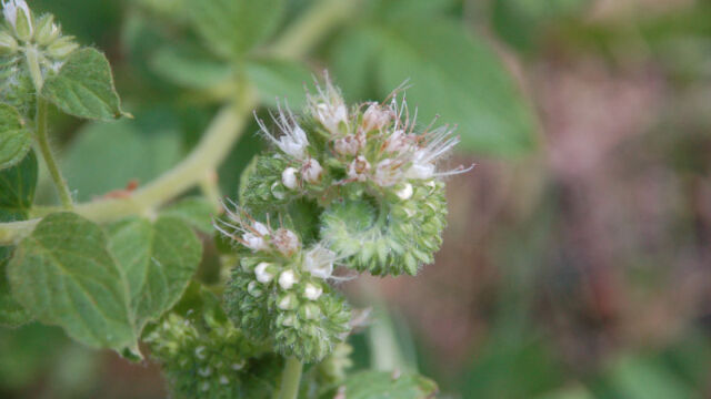 Phacelia sp.