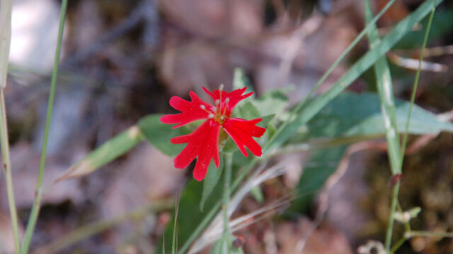 Silene californica Indian Pink, Silene californica