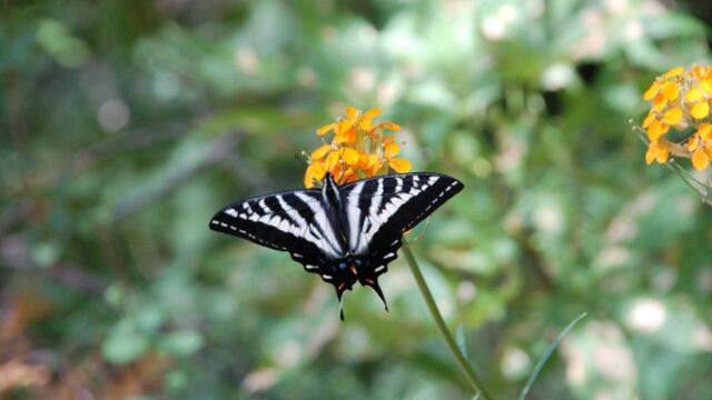 Swallowtail