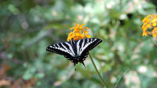 Swallowtail