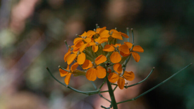 Erysimum capitatum Western Wallflower, Erysimum capitatum