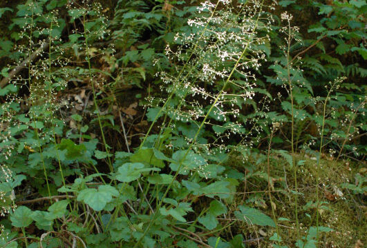 Heuchera micrantha Alum Root, Heuchera micrantha