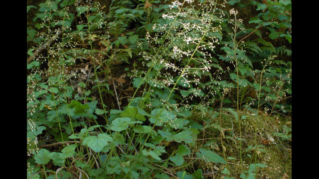 Heuchera micrantha Alum Root, Heuchera micrantha