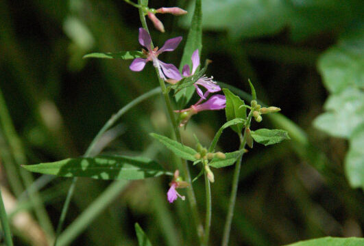 Clarkia heterandra Mountain Clarkia, Clarkia heterandra