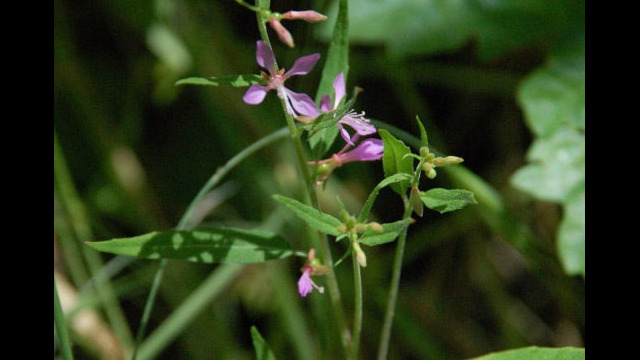 Clarkia heterandra Mountain Clarkia, Clarkia heterandra