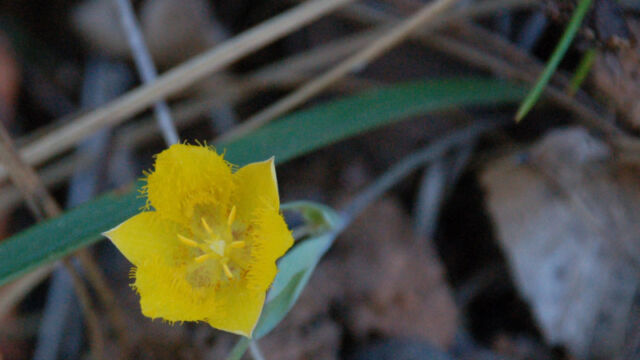 Calochortus monophyllus Yellow Star Tulip, Calochortus monophyllus