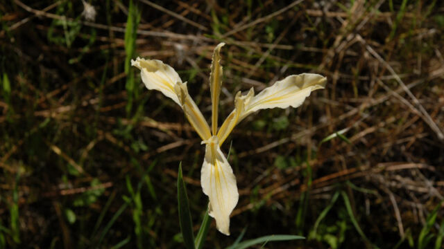 Iris hartwegii Hartweg's Iris, Iris hartwegii
