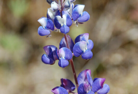 Lupinus nanus Sky Lupine. Lupinus nanus