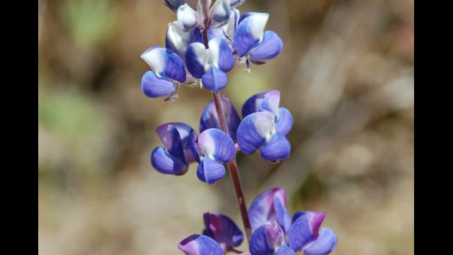 Lupinus nanus Sky Lupine. Lupinus nanus