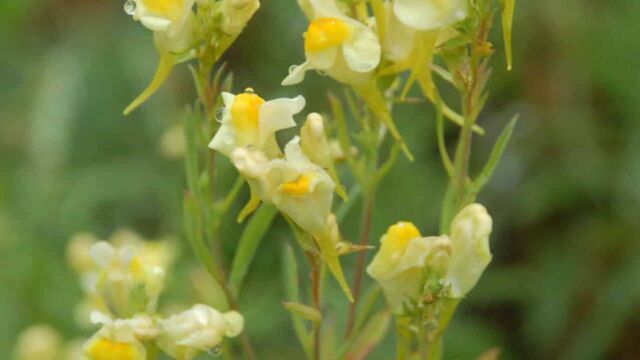 Linaria vulgaris Butter-and-Eggs, Linaria vulgaris