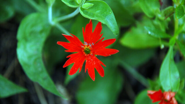 Silene californica California Indian Pink, Silene californica