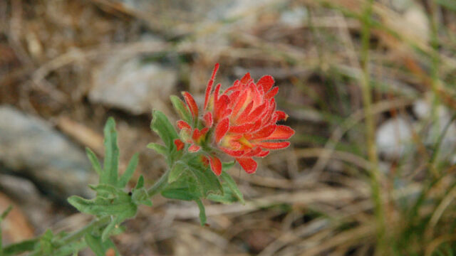 Castilleja sp. Paintbrush, Castilleja sp.