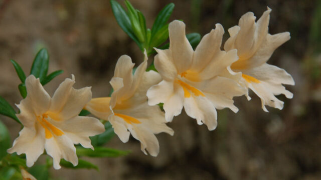 Diplacus grandiflorus Bush Monkeyflower, Diplacus grandiflorus