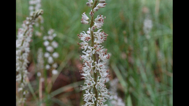 Hastingsia alba Reed Lily, Hastingsia alba