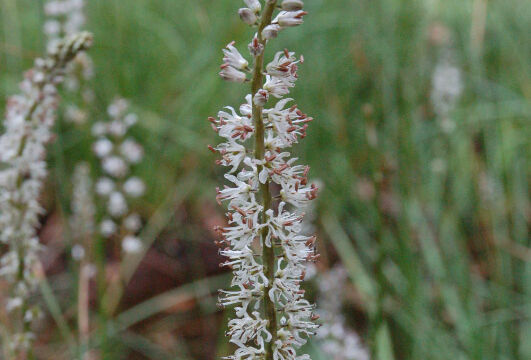 Hastingsia alba Reed Lily, Hastingsia alba
