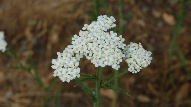 Achillea millefolium Common Yarrow, Achillea millefolium