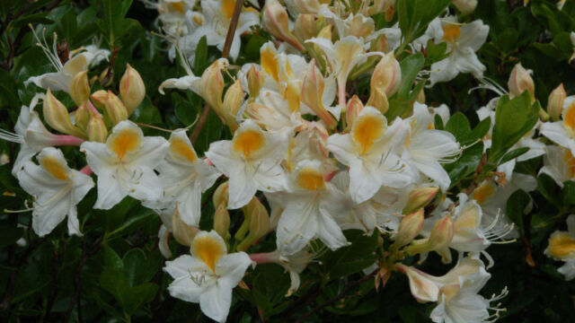 Rhododendron occidentale Western Azalea, Rhododendron occidentale
