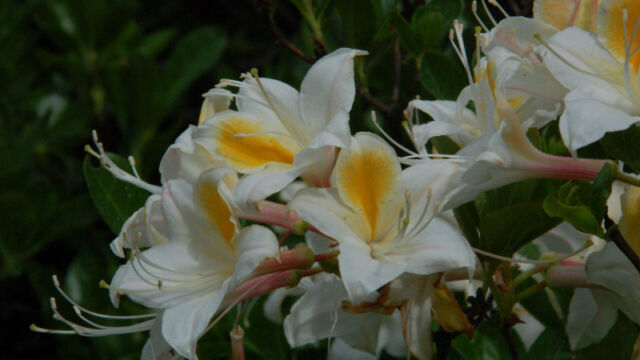 Rhododendron occidentale Western Azalea, Rhododendron occidentale