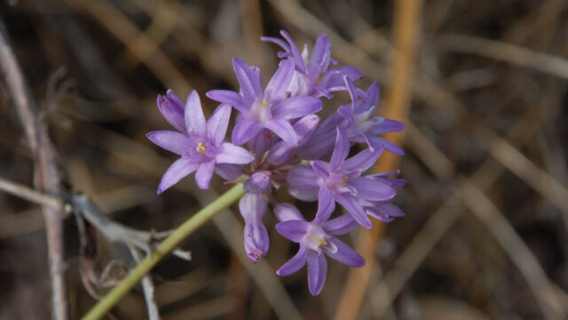 Dichelostemma congestum Ookow, Dichelostemma congestum