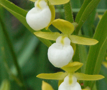 Cypripedium californicum California Lady's Slipper, Cypripedium californicum