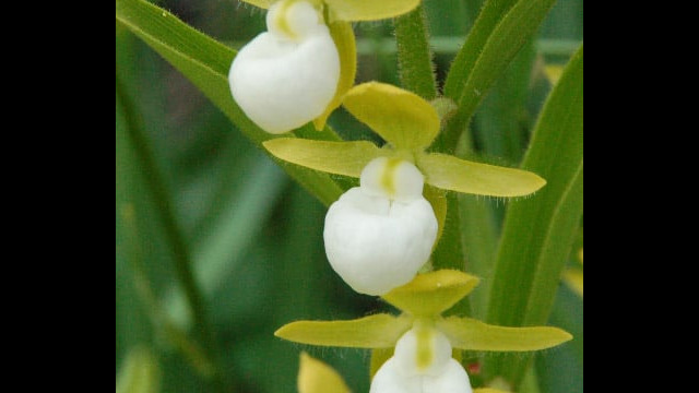 Cypripedium californicum California Lady's Slipper, Cypripedium californicum