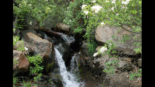 Cataract on Caribou Road