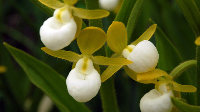 Cypripedium californicum California Lady's Slipper, Cypripedium californicum