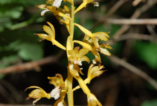 Corallorhiza maculata Spotted Coralroot, Corallorhiza maculata