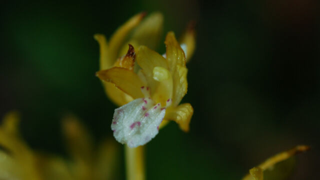 Corallorhiza maculata Spotted Coralroot, Corallorhiza maculata