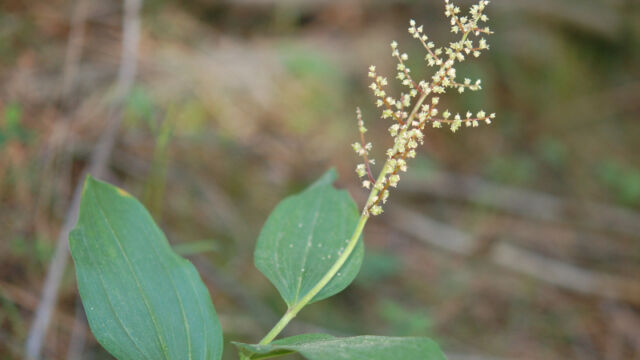 Smilacina racemosa False Solomon's Seal, Smilacina racemosa