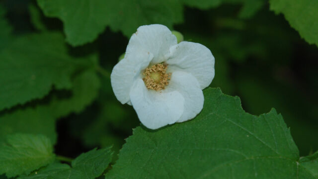 Rubus parviflorus Thimbleberry, Rubus parviflorus