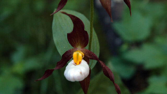 Cypripedium montanum Mountain Lady's Slipper, Cypripedium montanum