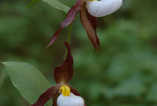 Cypripedium montanum Mountain Lady's Slipper, Cypripedium montanum