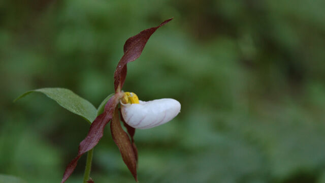 Cypripedium montanum Mountain Lady's Slipper, Cypripedium montanum
