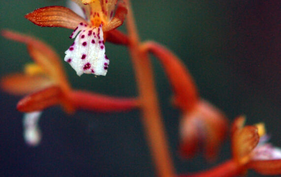 Corallorhiza maculata Spotted Coralroot, Corallorhiza maculata