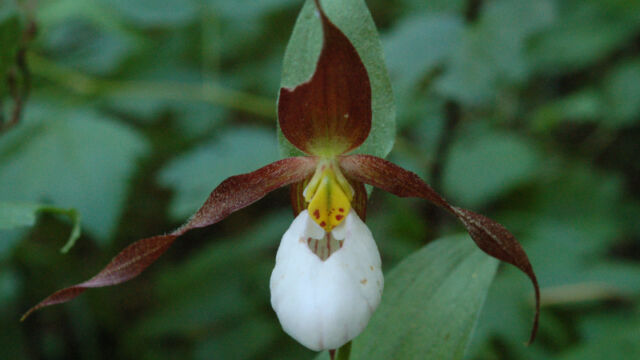 Cypripedium montanum Mountain Lady's Slipper, Cypripedium montanum