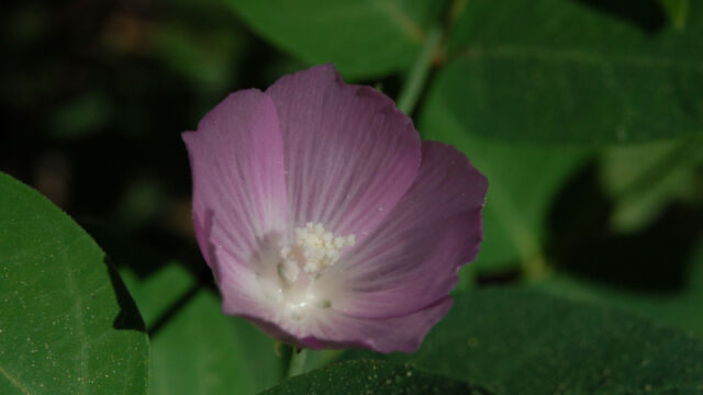 Sidalcea glaucescens Waxy Checkerbloom, Sidalcea glaucescens