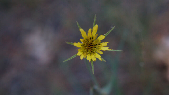 Tragopogon dubius Yellow Salsify, Tragopogon dubius