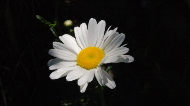 Leucanthemum maximum Shasta Daisy, Leucanthemum maximum