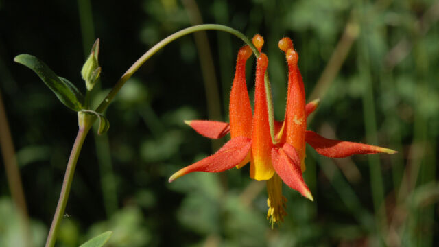 Aquilegia formosa Crimson Columbine, Aquilegia formosa